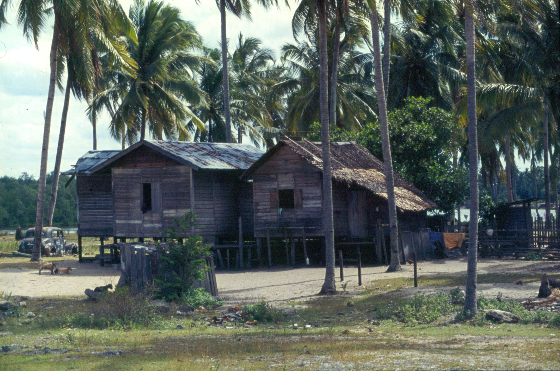 Traditional wooden kampung houses among coconut palms at Cherating